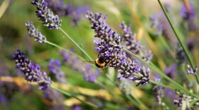 Bumblebee on lavender plant.
