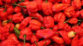 Ed Currie's chilis are not for the faint of heart, tongue or stomach.