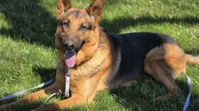 A German shepherd is sitting in a grass field with his tongue hanging out. 