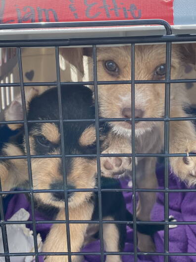 A black and tan puppy and a tan puppy in a crate together with a purple blanket.