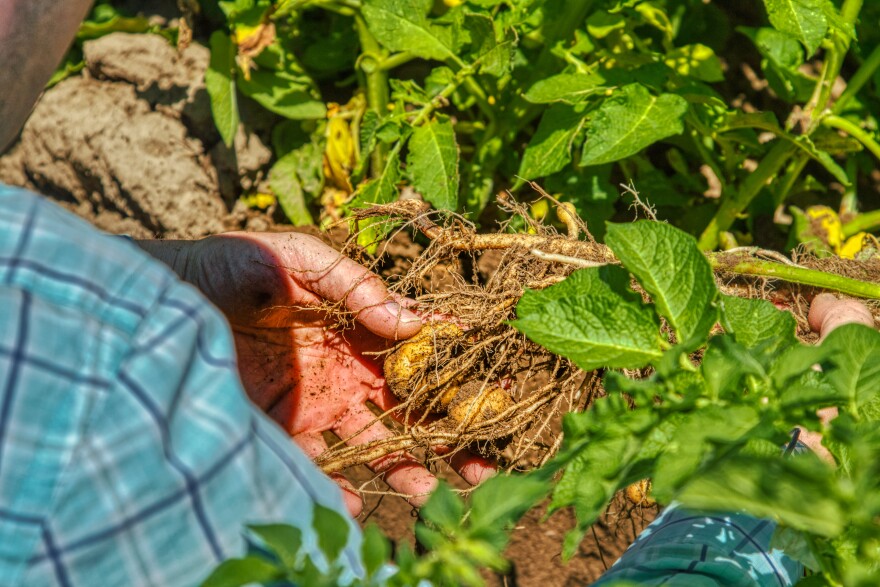 China Agriculture Program visit to Idaho potato farms July 2019