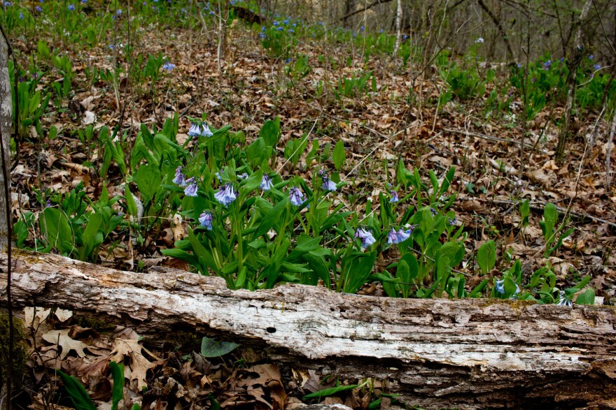 virginia bluebells