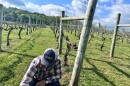A man crouches in front of grape vines that appear mostly brown. A few young green shoots are sprouting from the plants. 