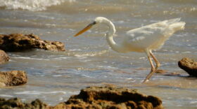 In the U.S., Great White Herons nest only in South Florida - and have a refuge named after them in the Keys.