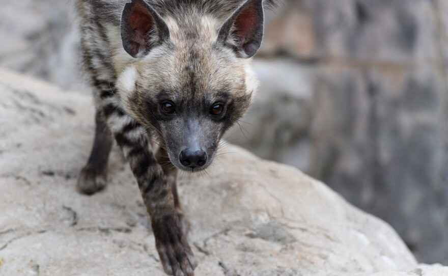 Striped hyenas have fewer neurons in their cerebral cortexes than golden retrievers.