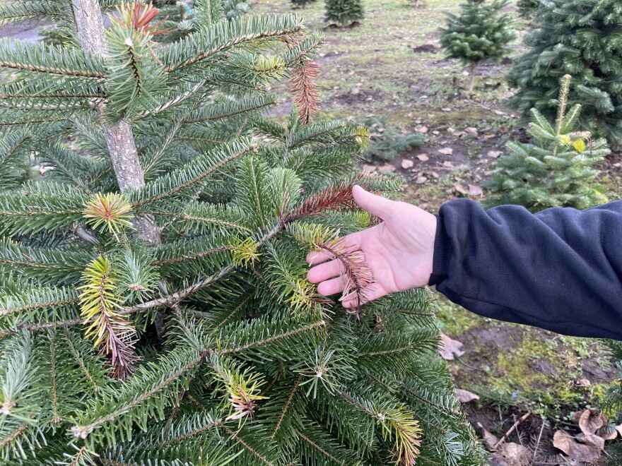 McMurtrey Farm co-owner Jana Sifuentes shows some of the 'sunburn' damage caused by the summer heat dome that seared new growth on the evergreen trees throughout the region.