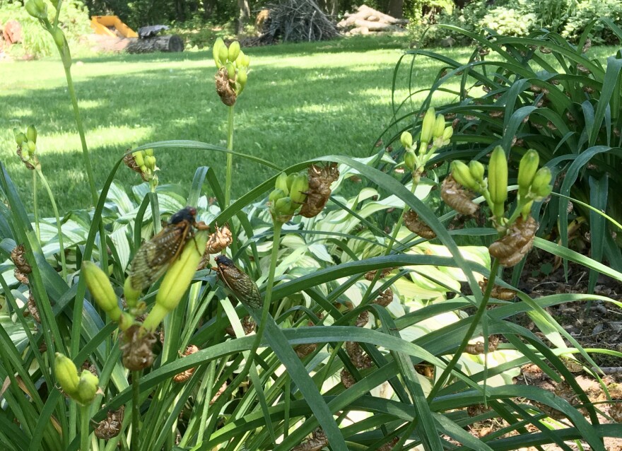 Periodical cicadas on flower leaves.