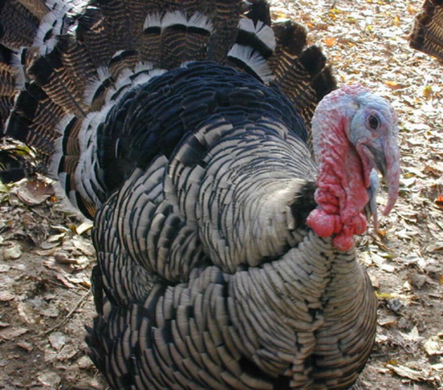 A male Narragansett in living color. Turkeys are native to North America. They've been transported across the Atlantic Ocean several times, from Mexico to Europe... from Europe to America... as turkeys were domesticated, crossed with wild turkeys, and new