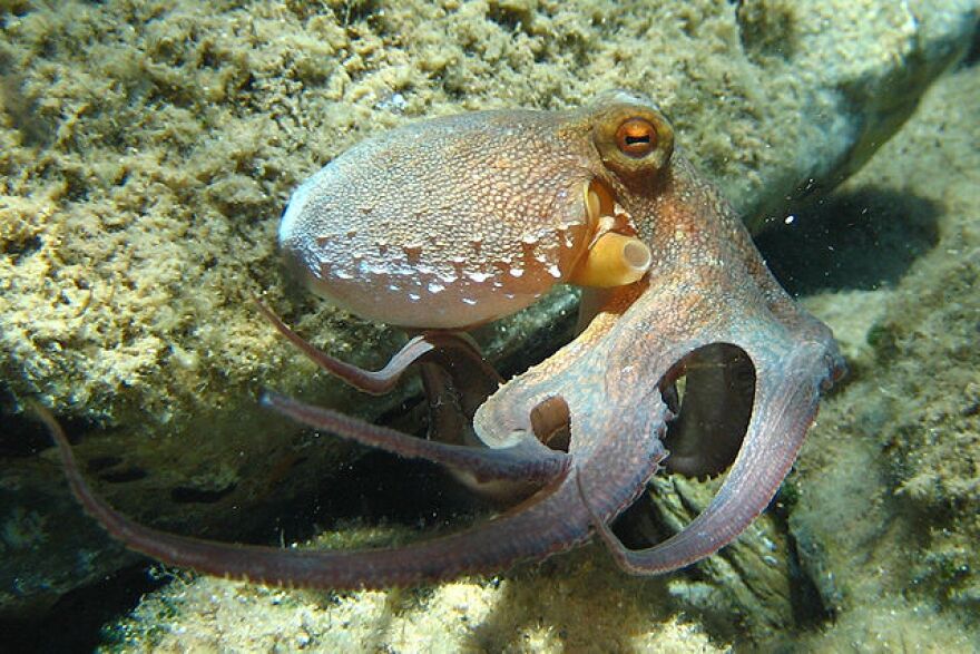 A common Octopus.