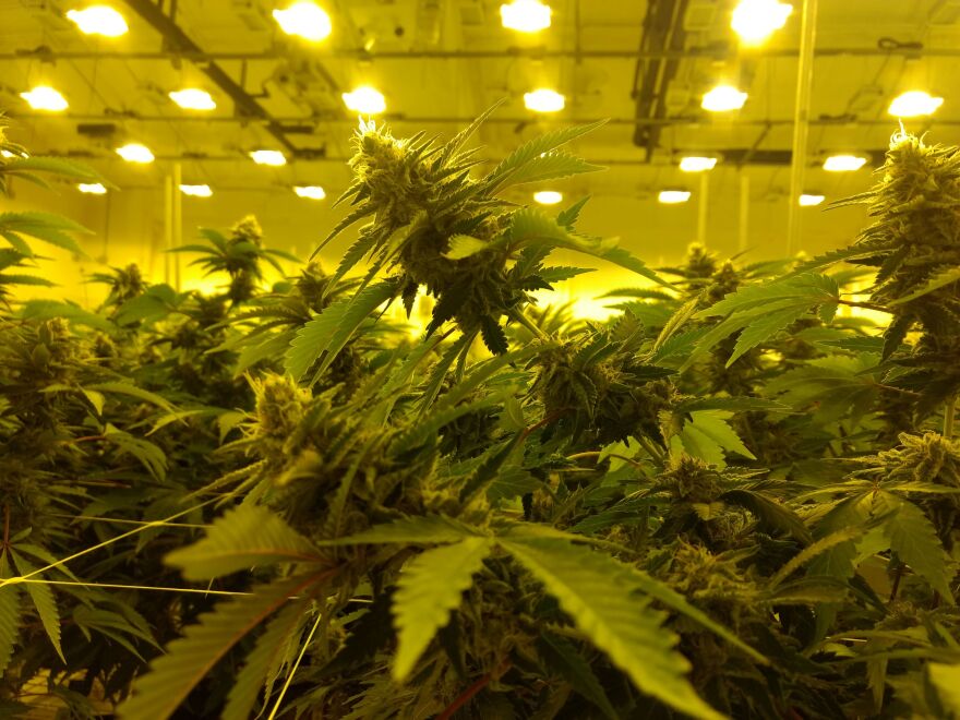 plants grow in an indoor warehouse