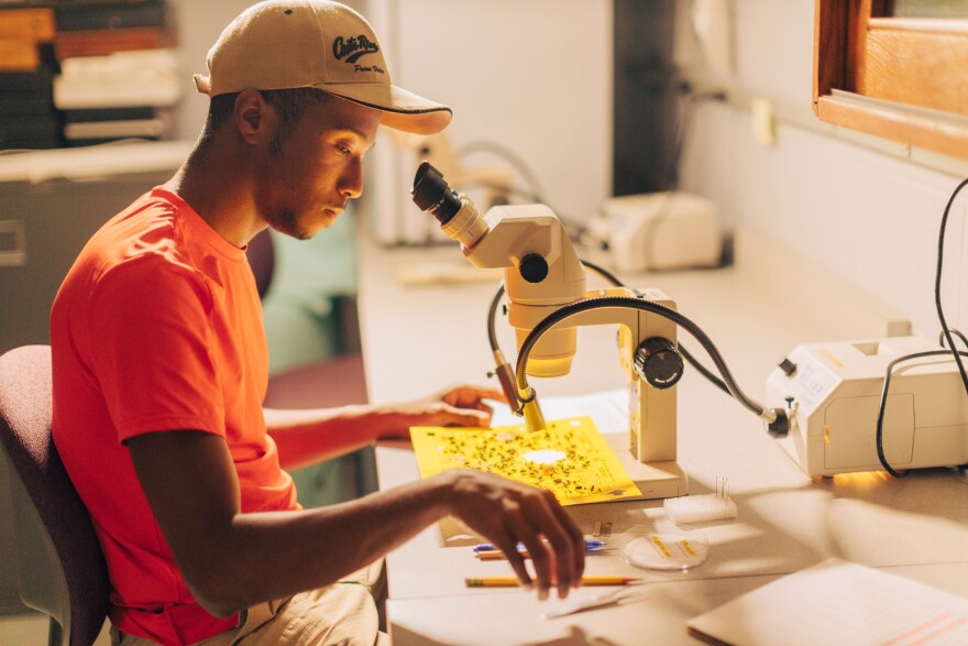 Jared Dyer inspecting sticky traps under the microscope