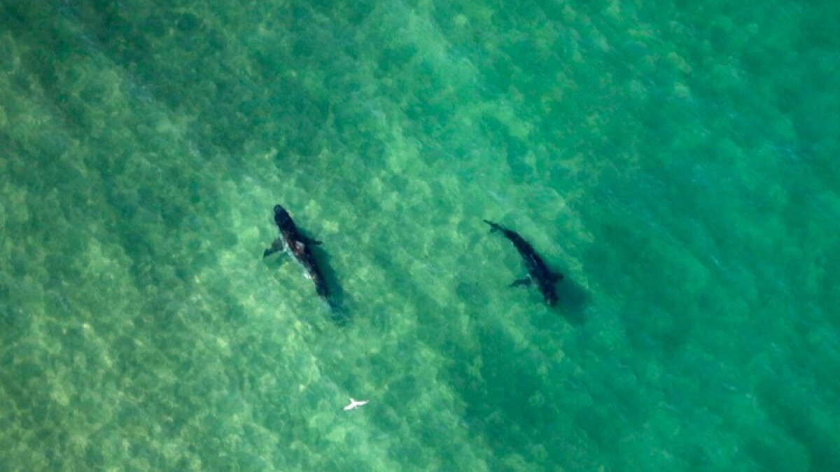 Shark experts urge awareness with season underway on Cape Cod - Vimarsana News