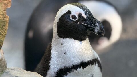 Bay is one of two female African penguins to be welcomed The Seneca Park Zoo during the summer.