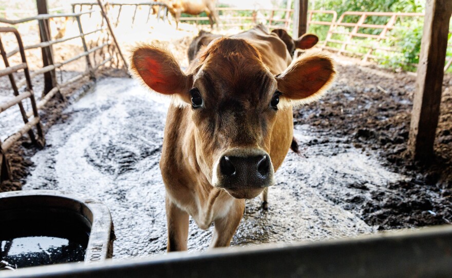Bailey, a yearling [young] heifer calf who lives at the Ropp family farm in Normal. She is standing in mud.