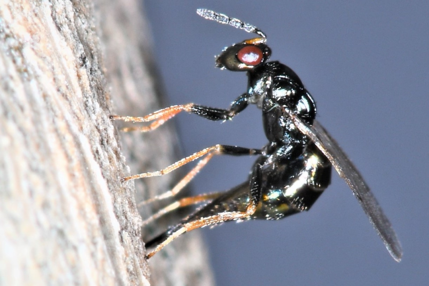 Parasitoid wasp Tetrastichus planipennisi in biocontrol of the Emerald Ash Borer