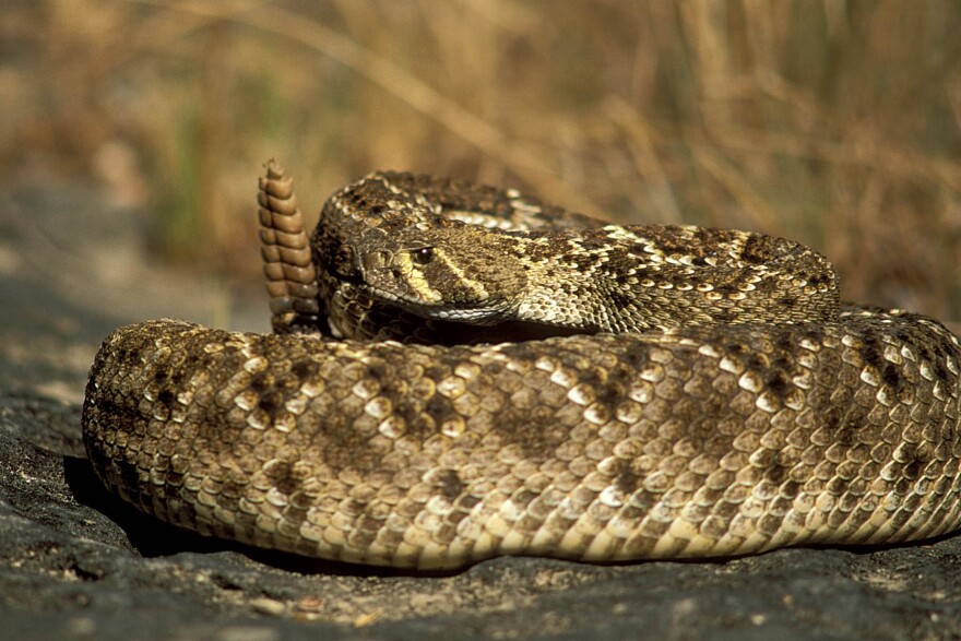 A western diamondback rattlesnake coiled with its rattle sticking up.