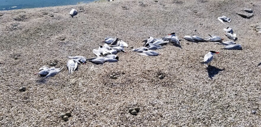  A line of dead Caspian terns with their exposed nests with eggs in the foreground.