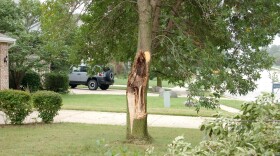 Part of a tree is newly exposed after a branch has been sheared off during a storm. If you're unsure whether to remove the tree, a Purdue University expert advises getting an opinion from a licensed and certified arborist, one who does not also sell tree removal services.