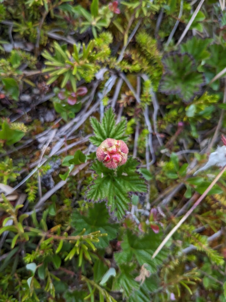 A female salmonberry roughly halfway through the season.