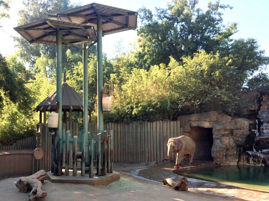 Shaunzi, an Asian elephant at the zoo in California's central valley, approaches a network of feeding structures that include dangling barrels, chains and other items. Research shows that female elephants in captivity who have to puzzle out a task to get their meals tend to have higher reproductive success.