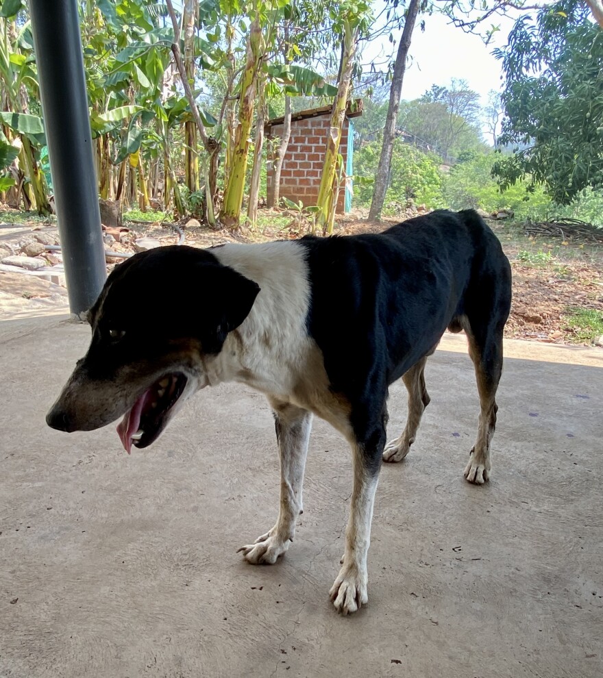 A dog stands on a concrete porch