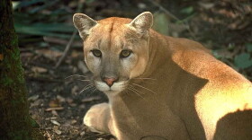 (Connie Bransilver/U.S. Fish and Wildlife Service)