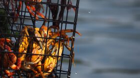 Crabs caught in a research trap are pulled from the briny waters of Little Bay into bright sunshine on the afternoon of Monday, Aug. 10. Researchers are tracking the arrival of new species of crabs in New Hampshire’s waters, where climate change is contributing to shifts in important ecosystems.