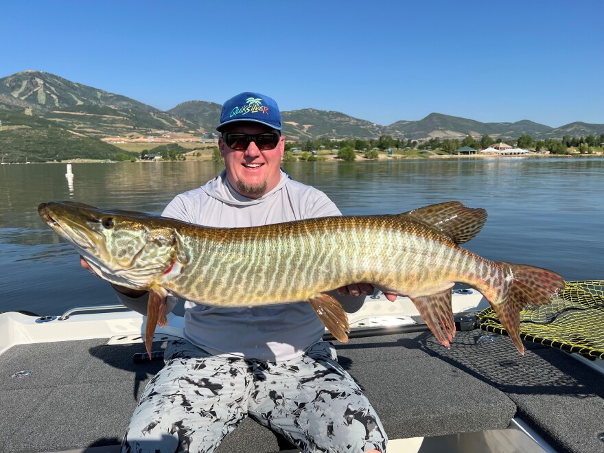 Volunteers help DWR release thousands of tiger muskies at