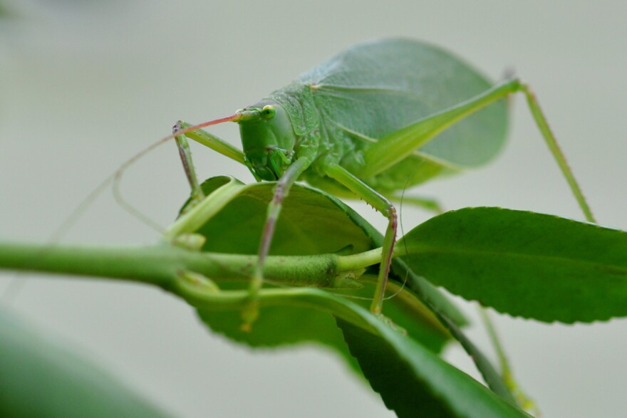 Paleontologists reported a rare and exciting discovery in the fossils of grasshopper-like insects called katydids.