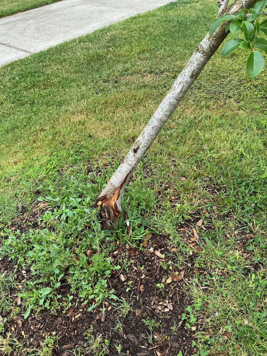 Eugene parks staff said about 10 trees were cut down or damaged over the weekend at Petersen Park in the River Road area.