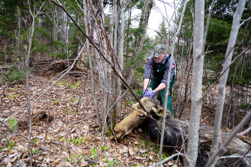 State biologist Lee Kantar examines a dead moose on April 26, 2022. Moose Number 59 was captured and fitted with a radio collar in the winter of 2014. The moose showed signs of anemia, which Kantar says means she had been fed on by ticks and had extreme blood loss.