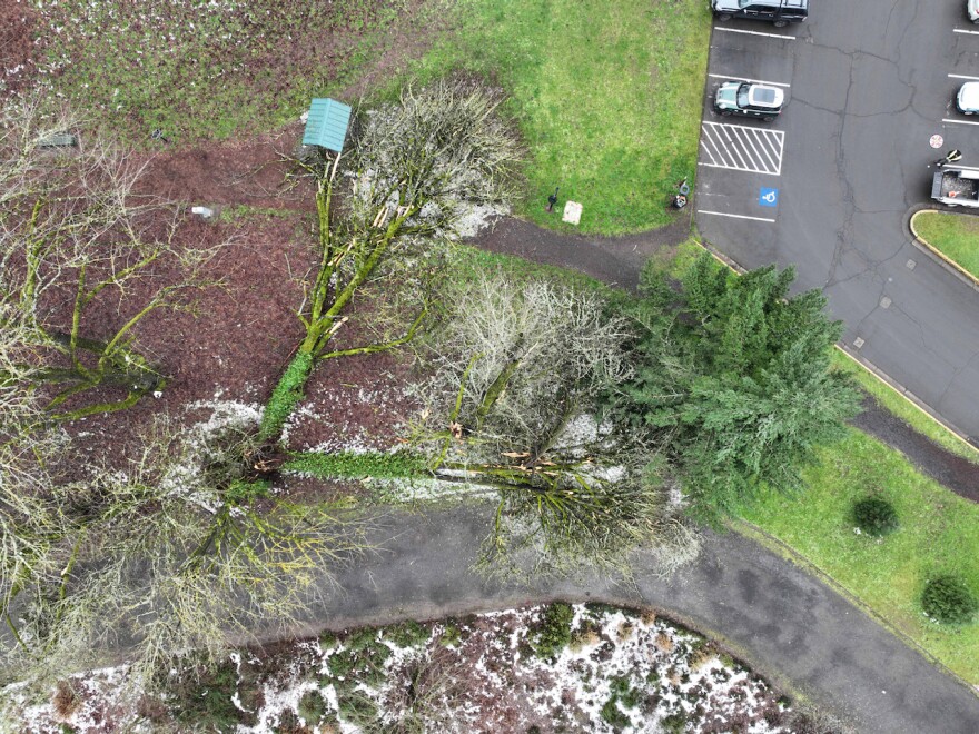 Tree damage in Eugene's Alton Baker Park