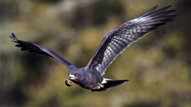 A snail kite carries a snail in its beak. (U.S. Fish and Wildlife Service)