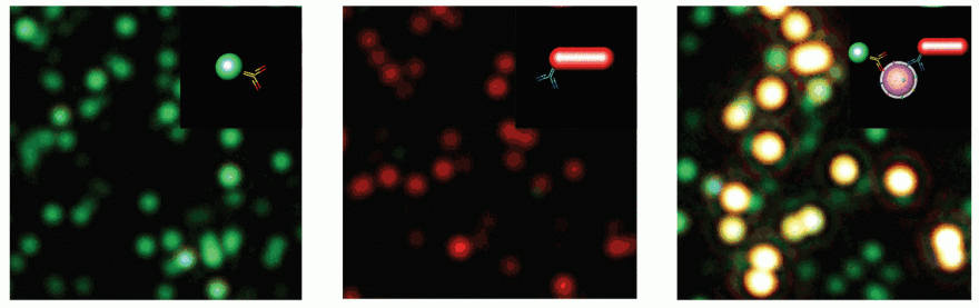 two gold nanoparticles 
