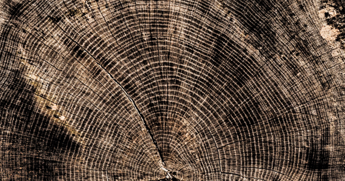 Outdoors with Coggin Heeringa: Tree Ring Histories