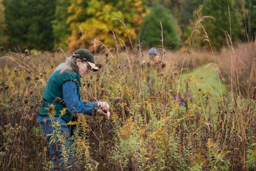 A woman works at the Saul Lake Bog Nature Preserve collecting seeds.