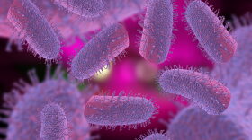 The normal and most successful mode of rabies virus transmission is via the bite of a rabid animal. Rabies virus is neurotropic; it gains access to the nervous system through exposed peripheral nerve synapses after inoculation, most often through bite wounds.
