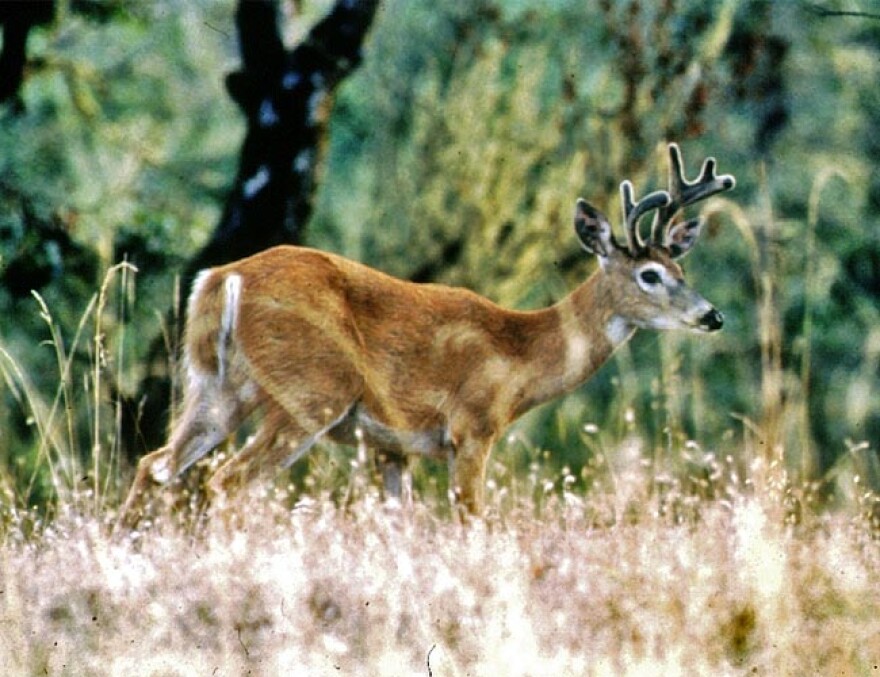 white-tailed deer