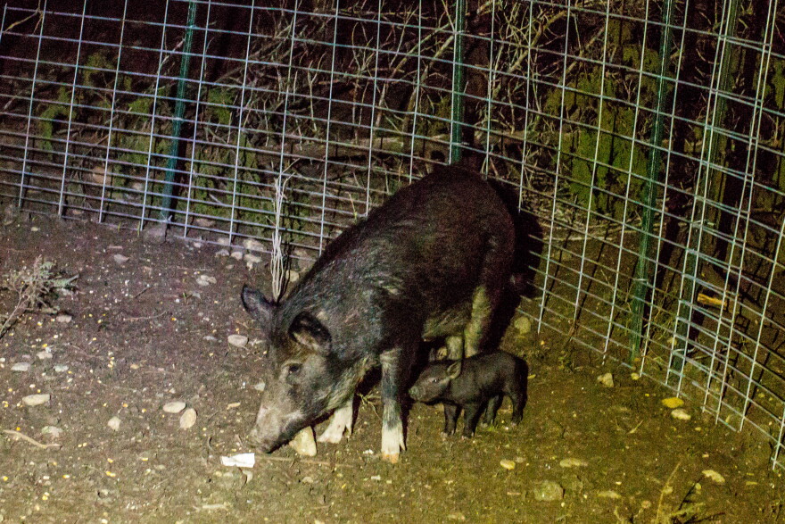 Hog Rado Feral hog sightings on the rise in Kyle | KUT Radio, Austin's NPR Station