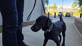 Maverick cannot stand still for long unless directed, constantly bouncing around and sniffing his environment.