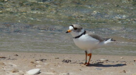 Piping plover