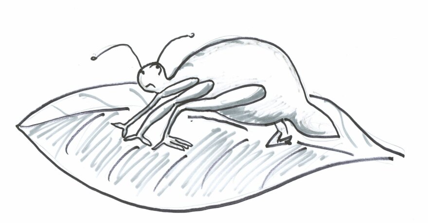 Aphid drawing 4