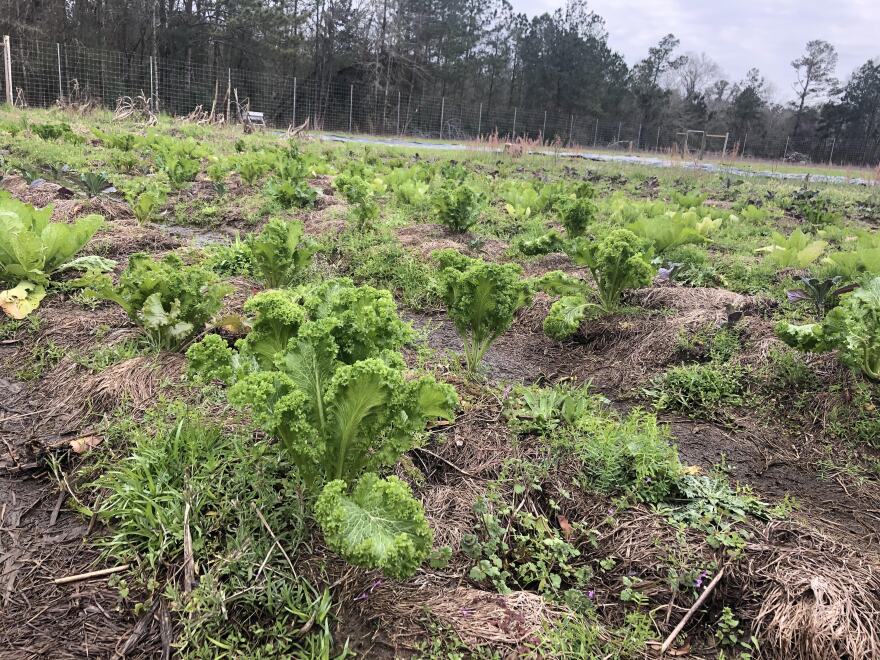Ritchey and Taylor, of Smarter By Nature, plant their leafy greens in permanent raised beds
