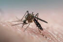 Aedes aegypti mosquito