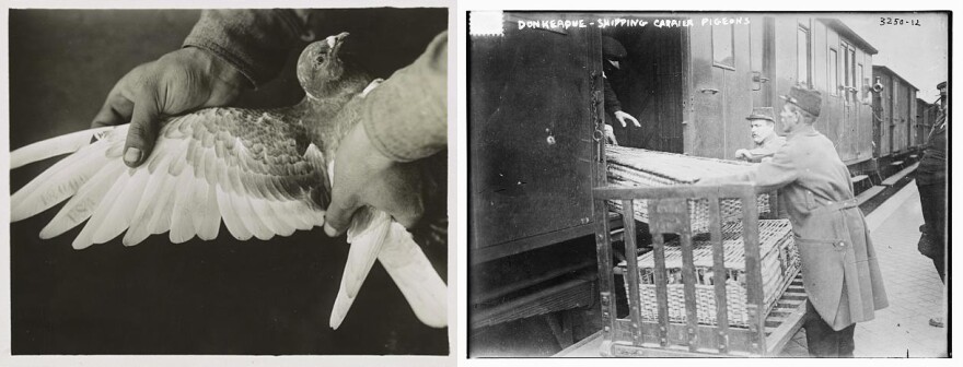 (Left) A pigeon with a US Army identification number printed on its wing. (Right) Pigeons in baskets being loaded onto a train car in Dunkerque, France during WWI.