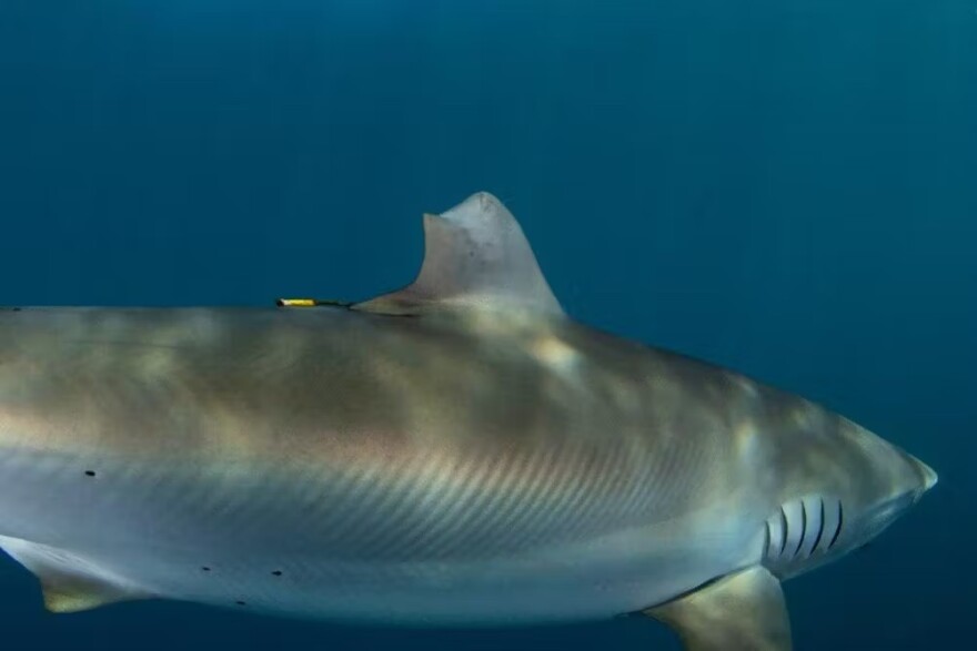 Shark #409834 spotted a year later, in June 2023, with a healed dorsal fin.