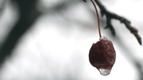 A frozen young fruit is covered by snow Tuesday, Jan. 23, 2018, in Chicago.