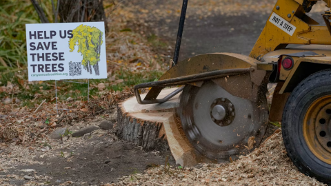 A stump from a century-old tree on Canyon Road sits beside a protest sign reading “Help Us Save These Trees.”