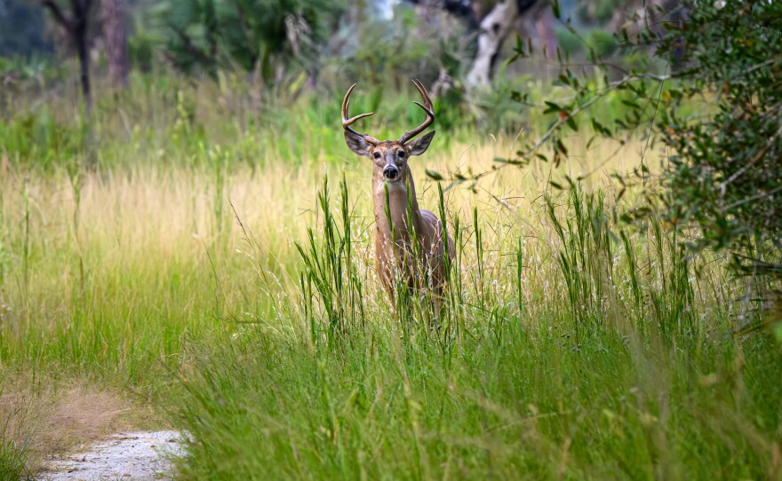 A deer looking into the camera behind tall grass