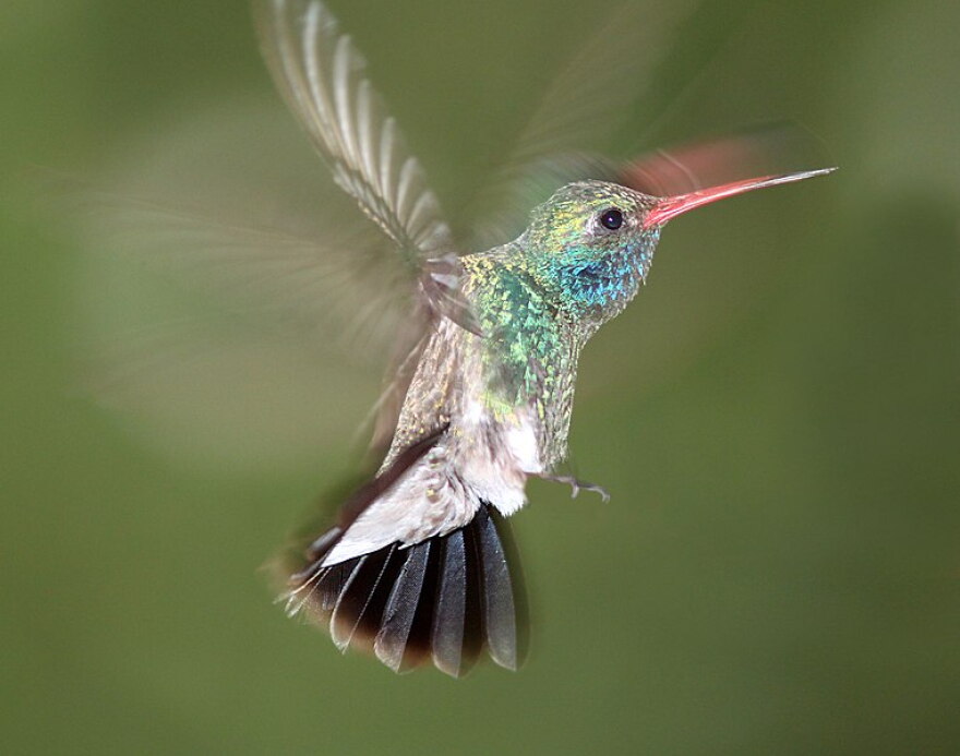 Midday Hummingbird Earth Notes: Feeding Hummingbirds